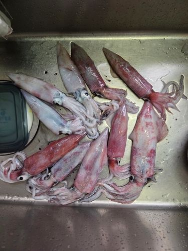 ケンサキイカの釣果