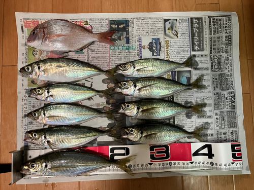 アジの釣果