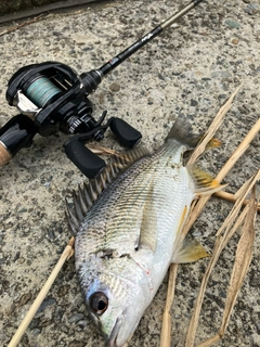 キビレの釣果