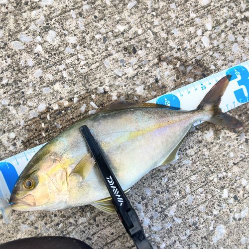 ショゴの釣果