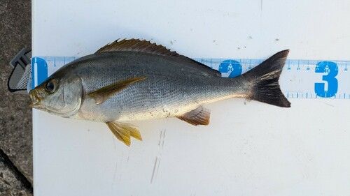 イサキの釣果