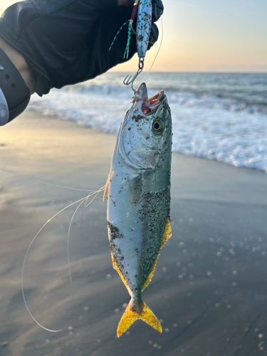 ワカシの釣果