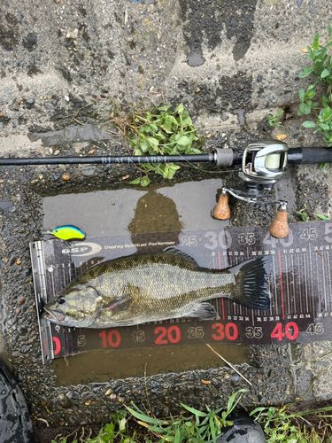 スモールマウスバスの釣果