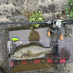 スモールマウスバス