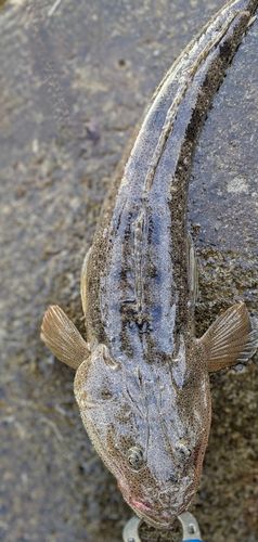 マゴチの釣果