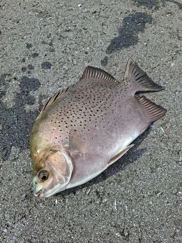 クロホシマンジュウダイの釣果