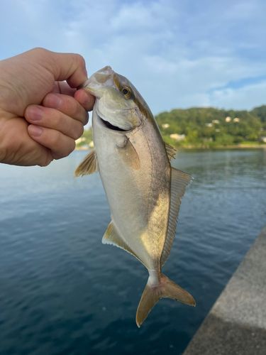 ネリゴの釣果
