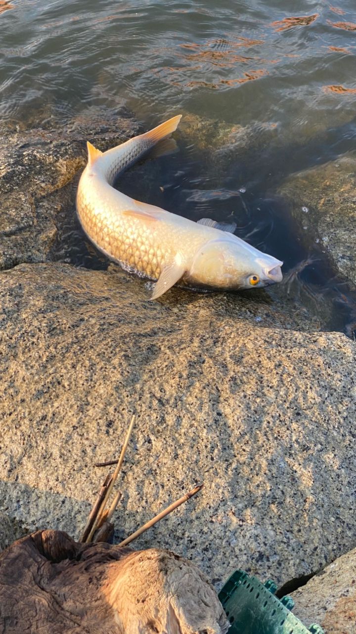 メナダ