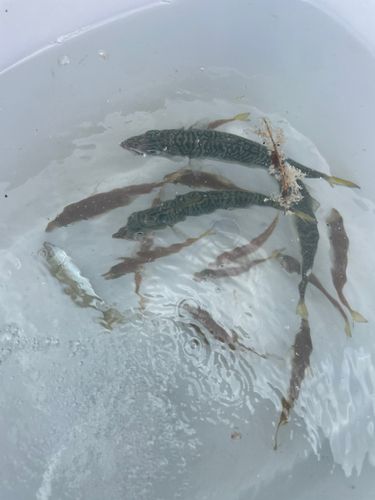 サバの釣果