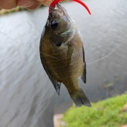 ブルーギル