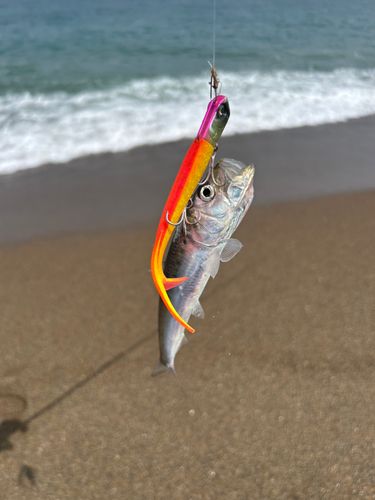 マイワシの釣果