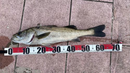 シーバスの釣果