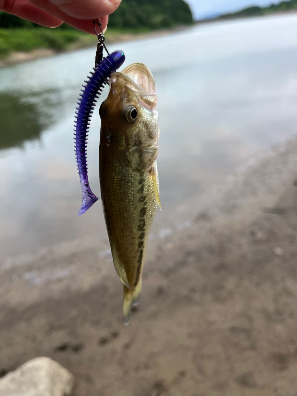 ラージマウスバス