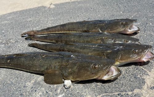 マゴチの釣果