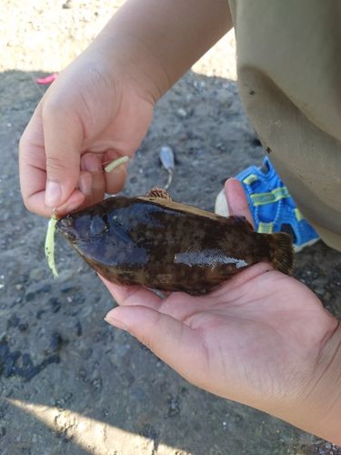 マガレイの釣果