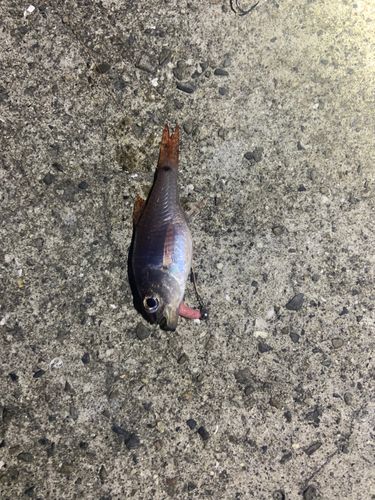 ネンブツダイの釣果