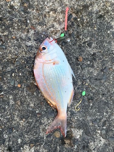 チャリコの釣果