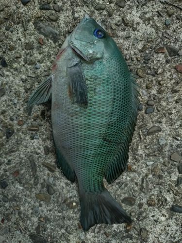 グレの釣果