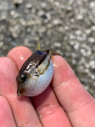 キタマクラの釣果