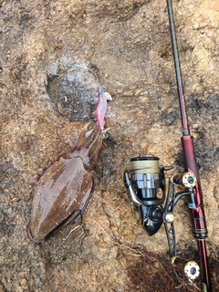 モンゴウイカの釣果