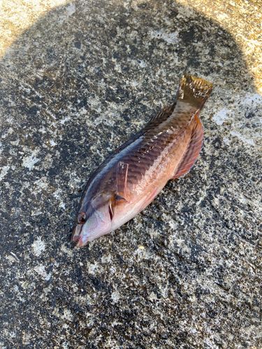 ホシササノハベラの釣果