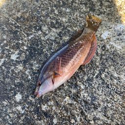 ホシササノハベラ