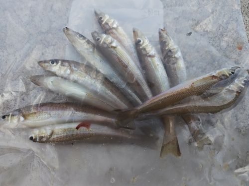 キスの釣果