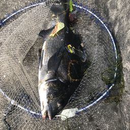 クロダイ