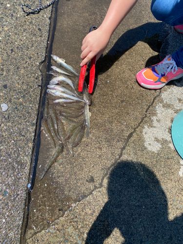 ハゼの釣果