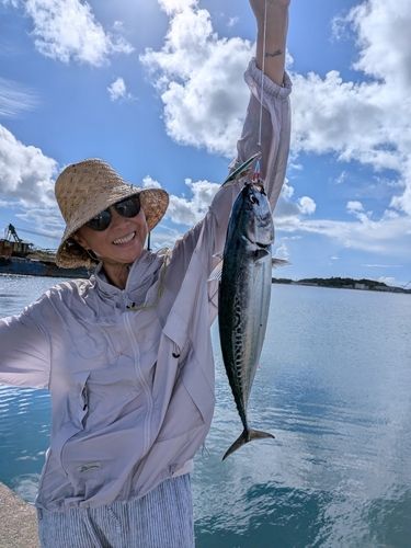 マルソウダの釣果