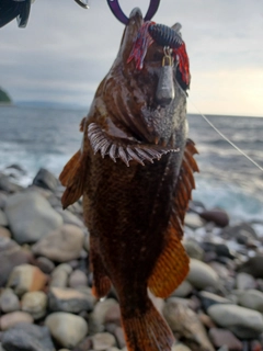 ムラソイの釣果
