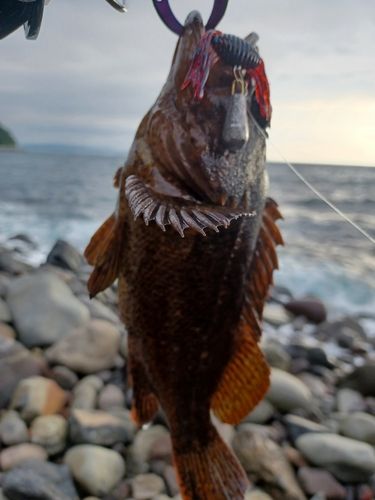 ムラソイの釣果
