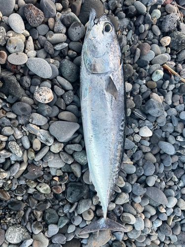 ソウダガツオの釣果