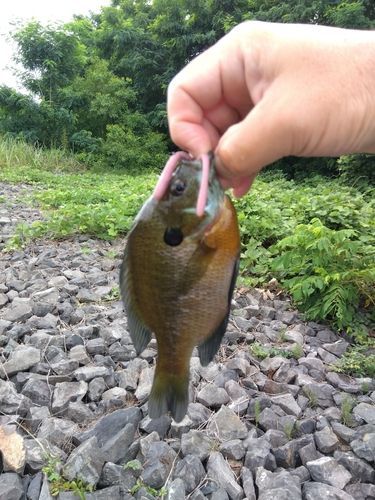 ブルーギルの釣果