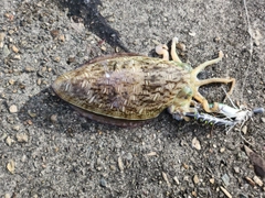 カミナリイカの釣果