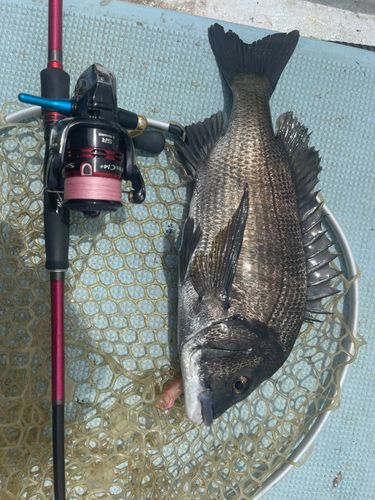 チヌの釣果