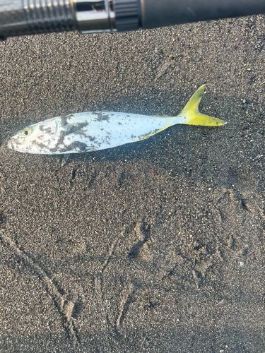 ショゴの釣果