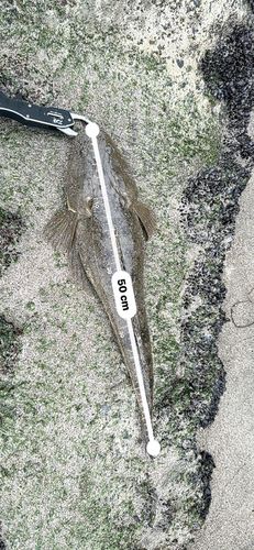 マゴチの釣果