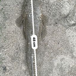 マゴチ