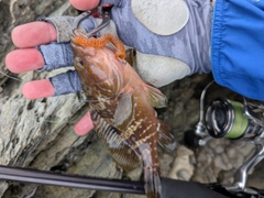 キジハタの釣果