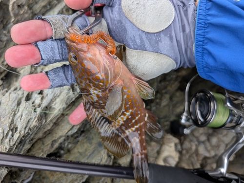 キジハタの釣果