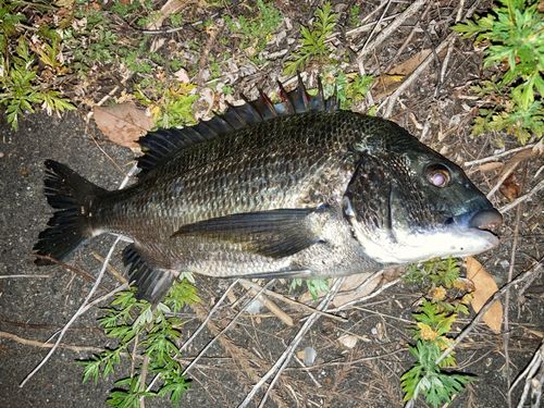 チヌの釣果