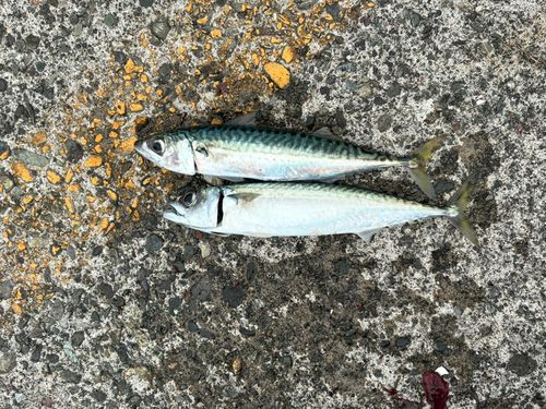 サバの釣果