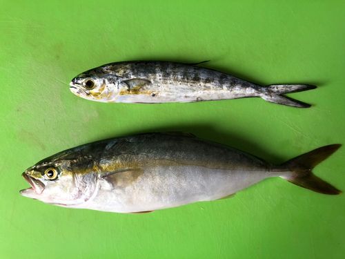 ワカシの釣果