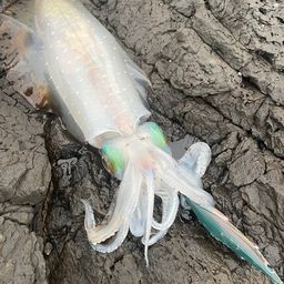 アオリイカ