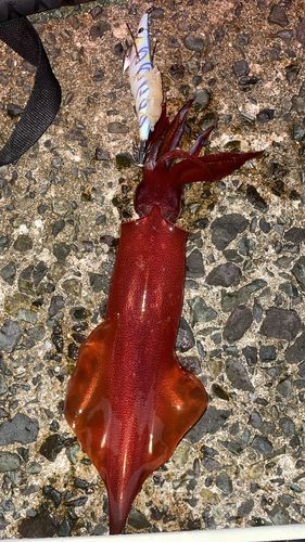 ケンサキイカの釣果