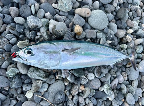 マルソウダの釣果