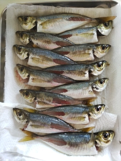 アジの釣果