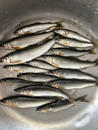 アユの釣果
