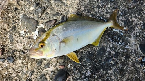 ショゴの釣果